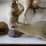 Tra i tanti altri animali spiccano una foca monaca...